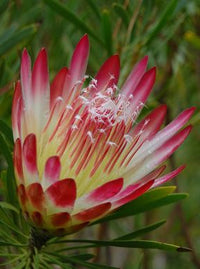 Protea Honey Repens