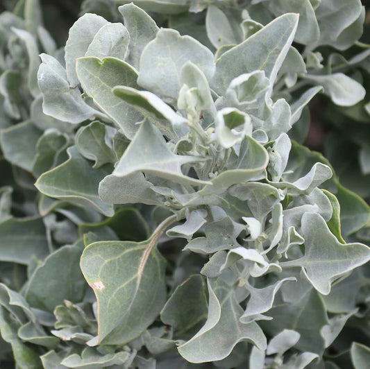 Saltbush (Rhagodia parabolica)