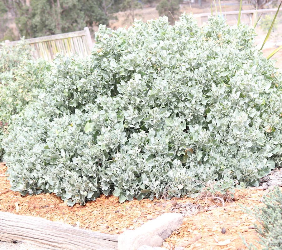 Saltbush (Rhagodia parabolica) - Ladybird Nursery