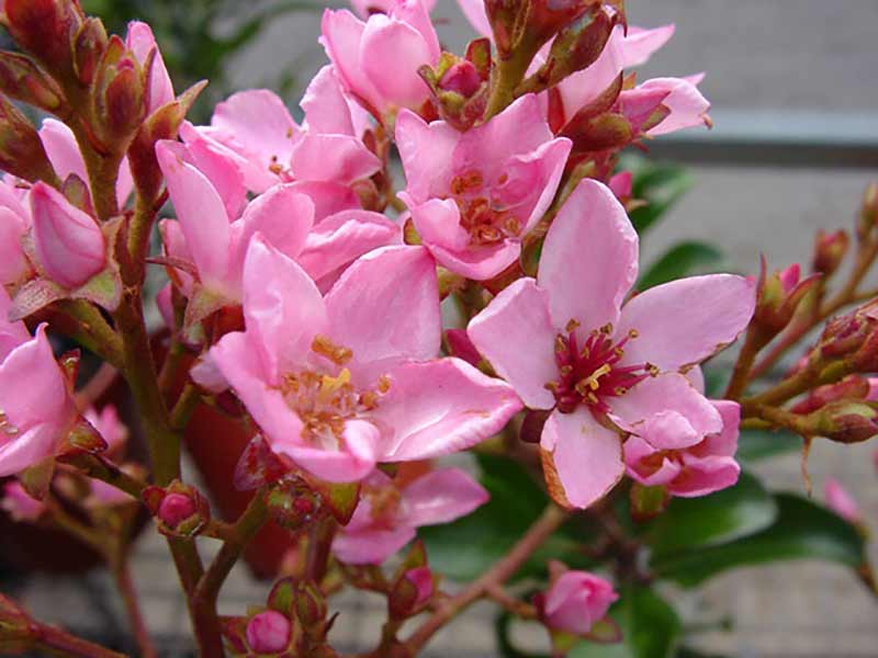 Rhaphiolepis Apple Blossom - Ladybird Nursery