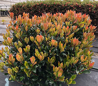 Rhaphiolepis Hot Tips