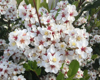 Rhaphiolepis indica Minikins