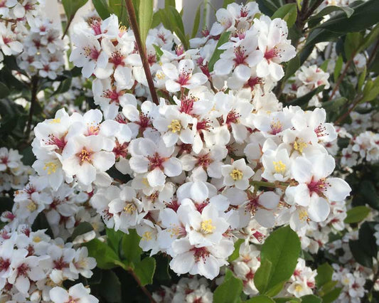 Rhaphiolepis indica Minikins