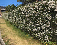 Rhaphiolepis intermedia Alba