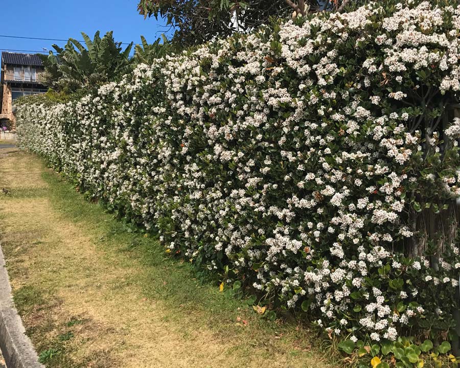 Rhaphiolepis intermedia Alba - Ladybird Nursery