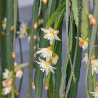 Rhipsalis Boliviana in Hanging Basket - Ladybird Nursery