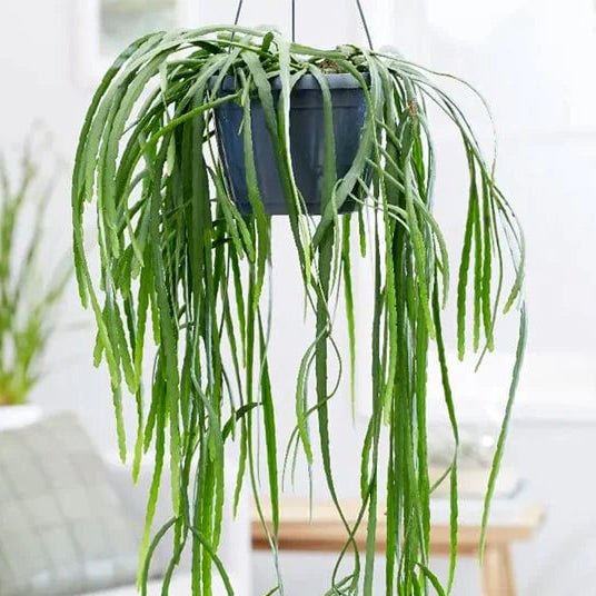 Rhipsalis Boliviana in Hanging Basket - Ladybird Nursery
