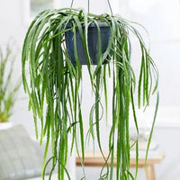 Rhipsalis Boliviana in Hanging Basket - Ladybird Nursery
