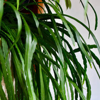 Rhipsalis Boliviana in Hanging Basket - Ladybird Nursery