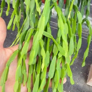 Rhipsalis Boliviana in Hanging Basket