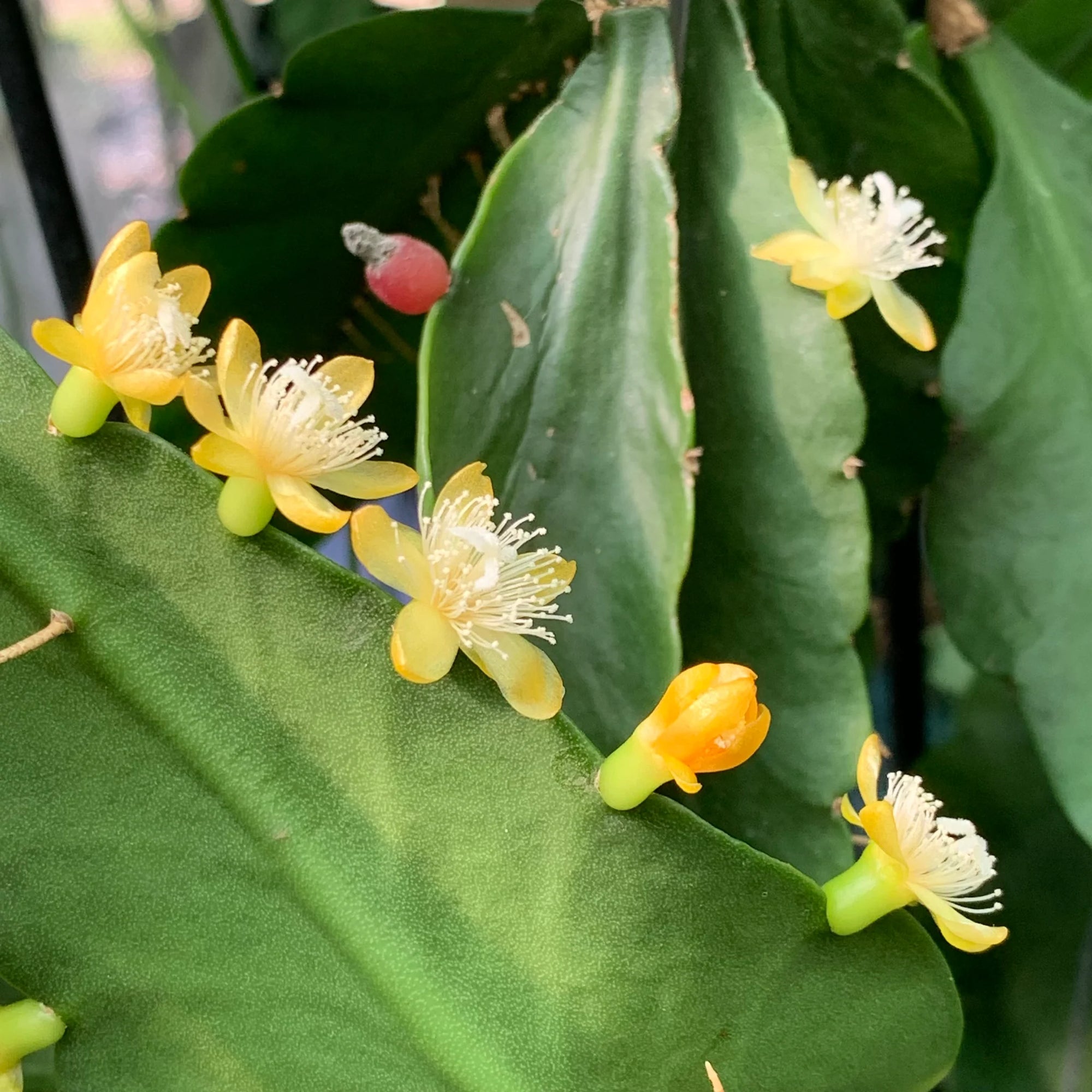 Rhipsalis Eliptica in Hanging Basket - Ladybird Nursery