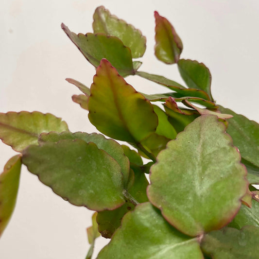 Rhipsalis Eliptica in Hanging Basket