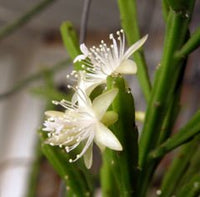 Rhipsalis Sulcata in Hanging Basket - Ladybird Nursery
