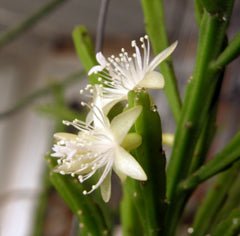 Rhipsalis Sulcata in Hanging Basket - Ladybird Nursery