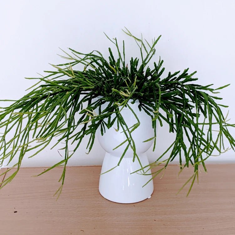 Rhipsalis Sulcata in Hanging Basket - Ladybird Nursery