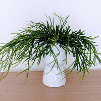 Rhipsalis Sulcata in Hanging Basket - Ladybird Nursery