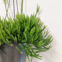 Rhipsalis Sulcata in Hanging Basket - Ladybird Nursery