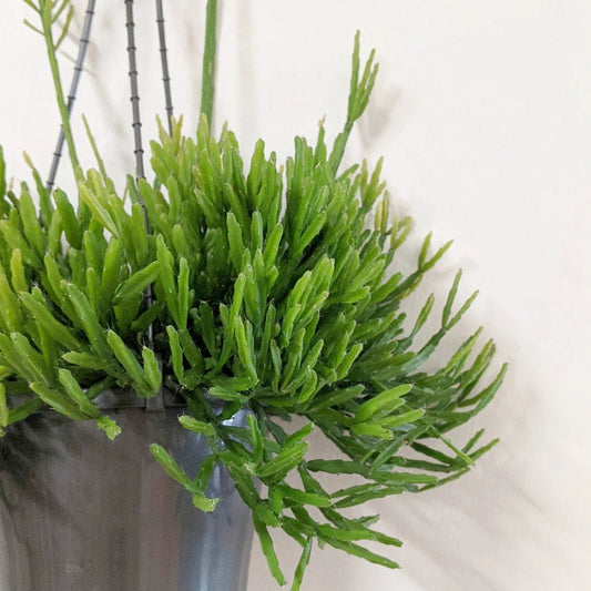 Rhipsalis Sulcata in Hanging Basket