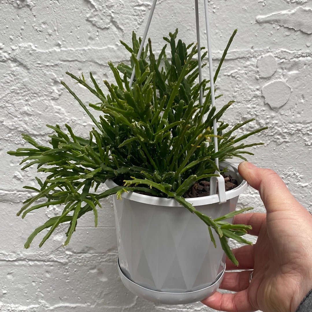 Rhipsalis Sulcata in Hanging Basket - Ladybird Nursery