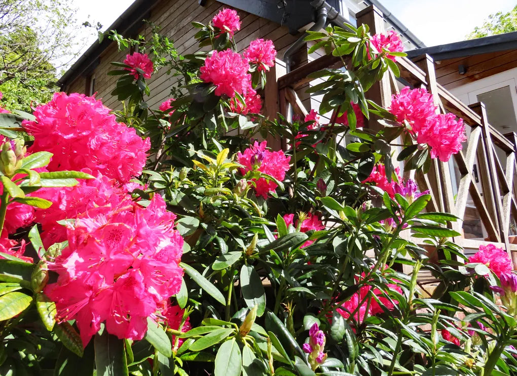 Rhododendron College Pink