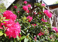 Rhododendron College Pink