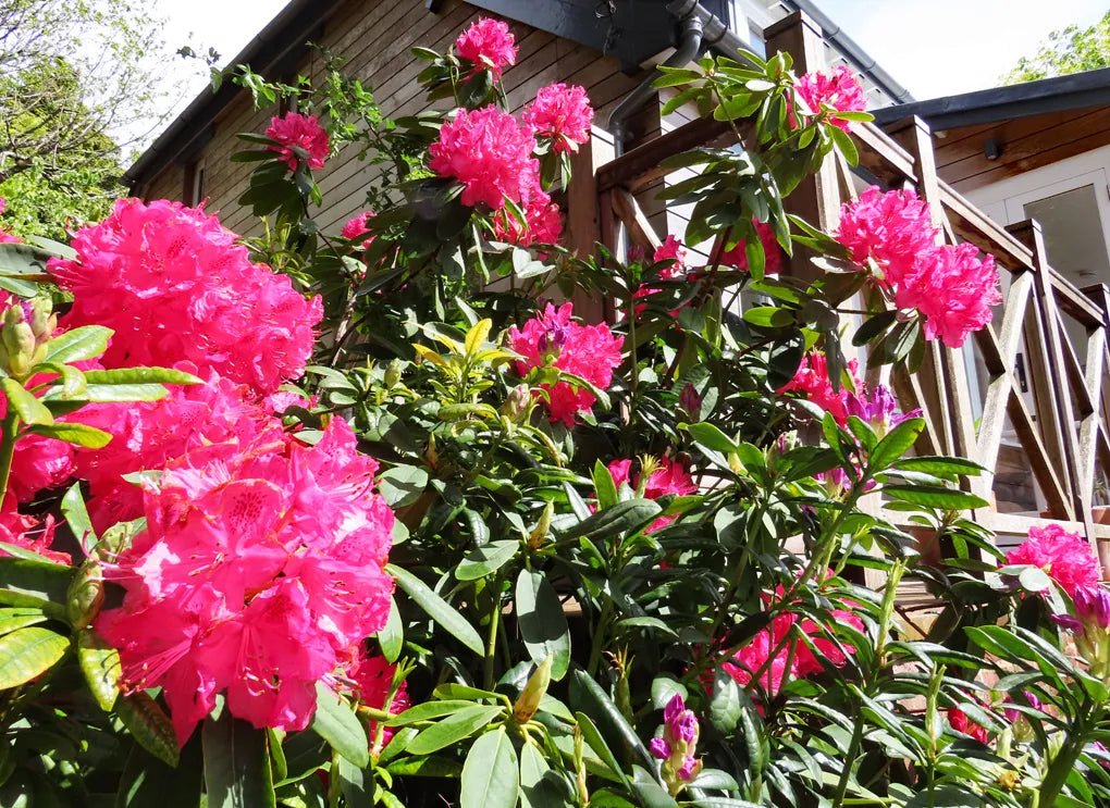Rhododendron College Pink - Ladybird Nursery