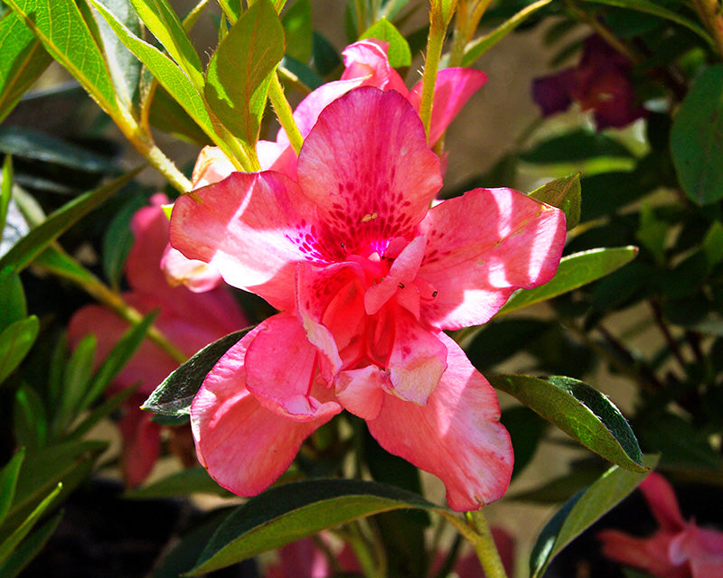 Azalea indica splendens