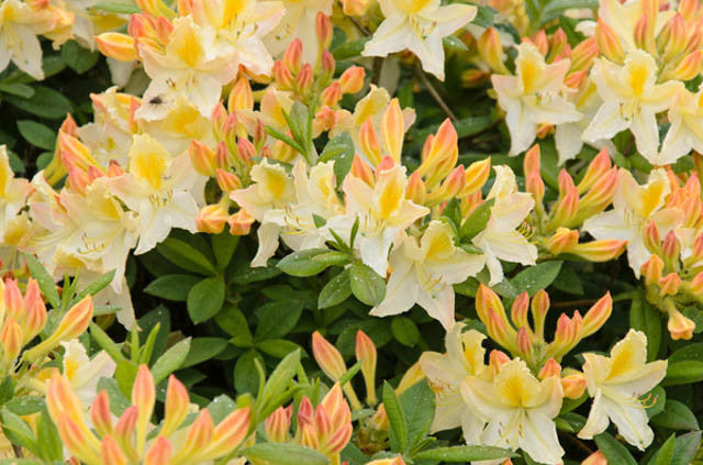 Rhododendron Daviesii