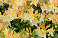 Rhododendron Daviesii - Ladybird Nursery