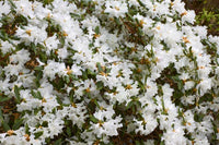 Rhododendron Dora Amateur White - Ladybird Nursery