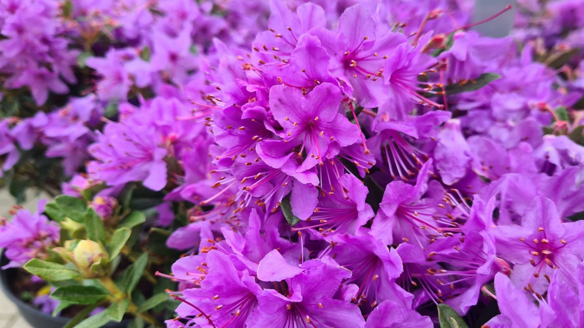 Rhododendron Olive - Ladybird Nursery
