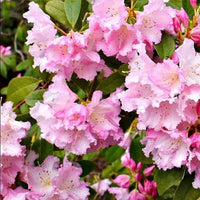 Rhododendron Jeanette Clarke - Ladybird Nursery