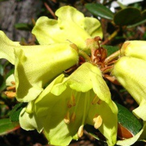 Rhododendron Lemon Mist