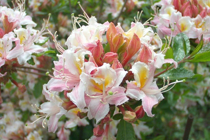 Rhododendron occidentale - Ladybird Nursery
