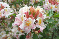 Rhododendron occidentale - Ladybird Nursery