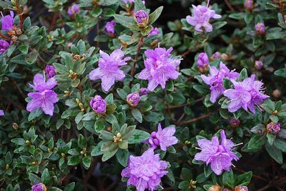 Rhododendron Our Gem - Ladybird Nursery