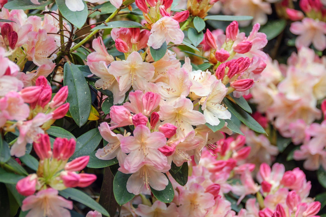 Pink Wiseman (Rhododendron Percy) - Ladybird Nursery