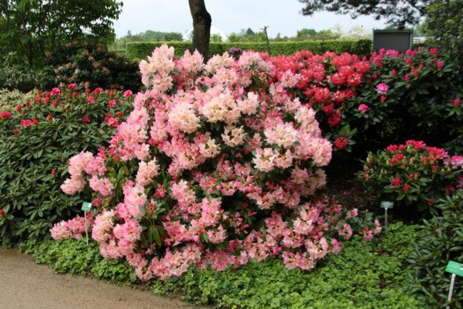 Pink Wiseman (Rhododendron Percy) - Ladybird Nursery