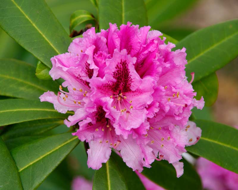 Rhododendron Robyn