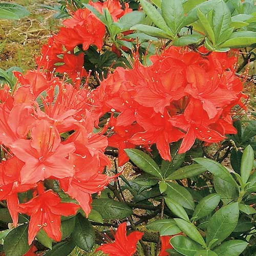 Azalea Red Satin - Ladybird Nursery