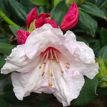 Rhododendron Lady Decies - Ladybird Nursery