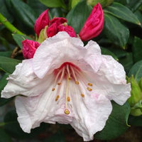 Rhododendron Lady Decies