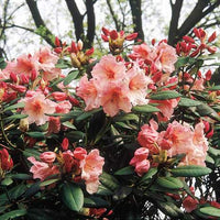 Rhododendron Virginia Richards - Ladybird Nursery