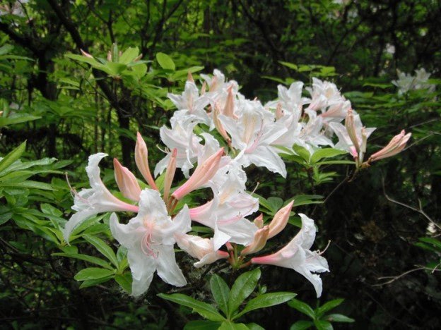 Rhododendron occidentale - Ladybird Nursery