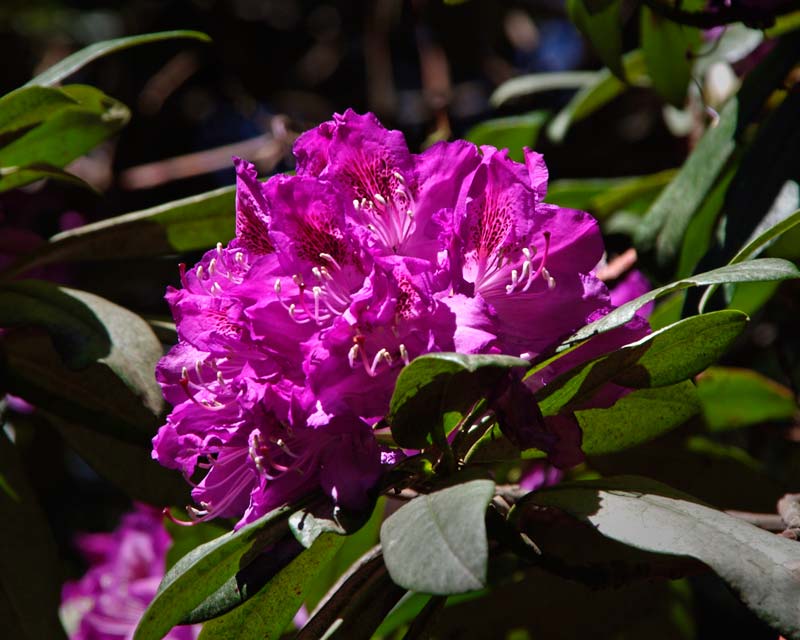 Rhododendron Lucidium