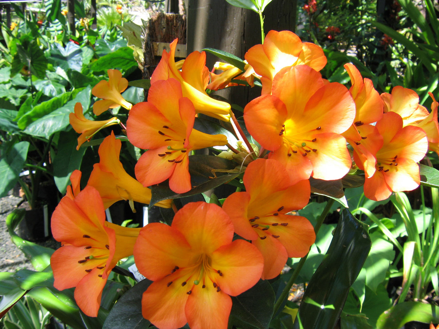Tropical Rhododendron (Vireya)
