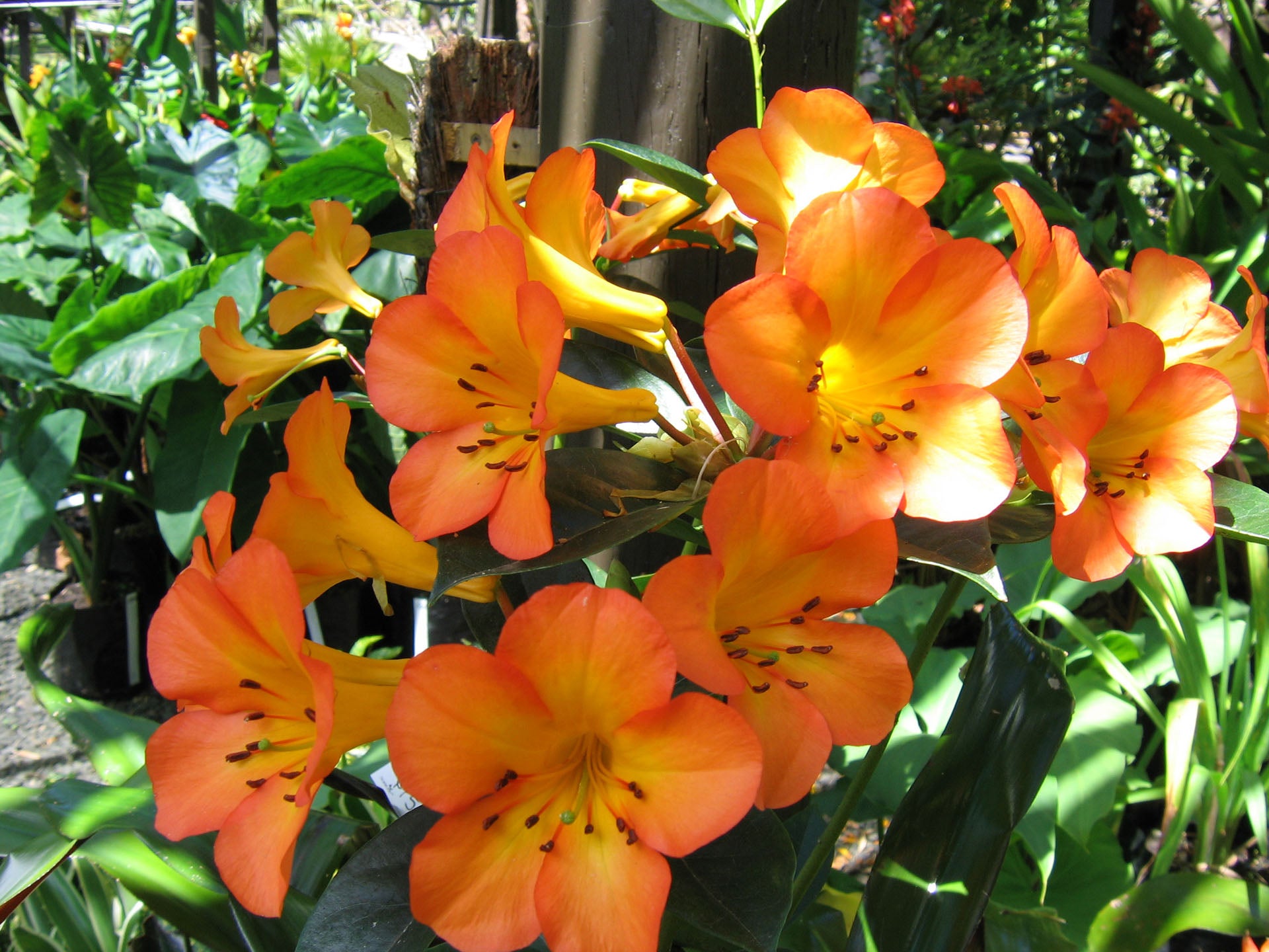 Tropical Rhododendron (Vireya)