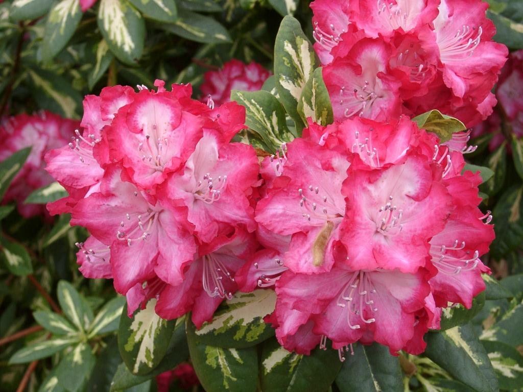 Rhododendron President Roosevelt - Ladybird Nursery