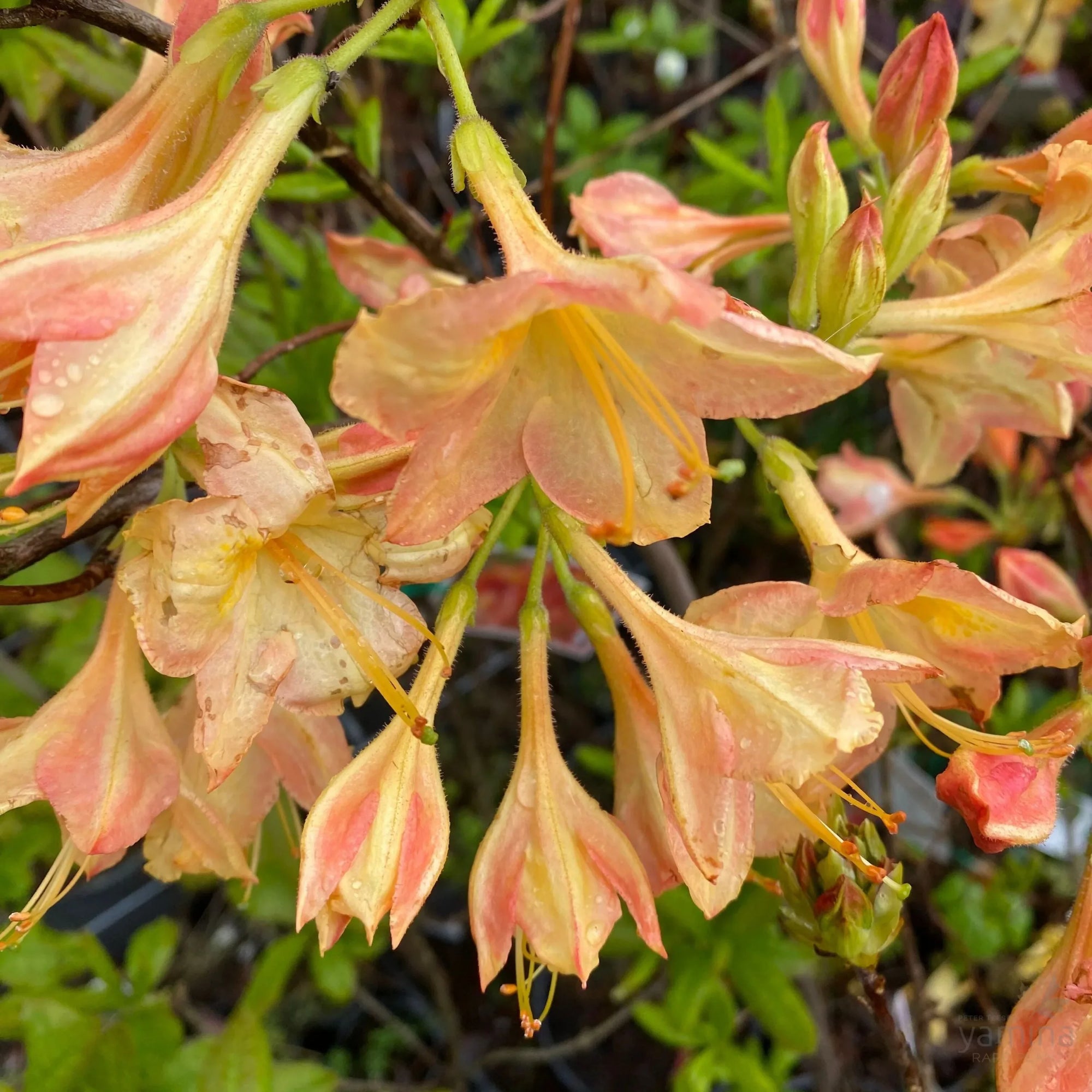 Azalea Mollis Buzzard - Ladybird Nursery