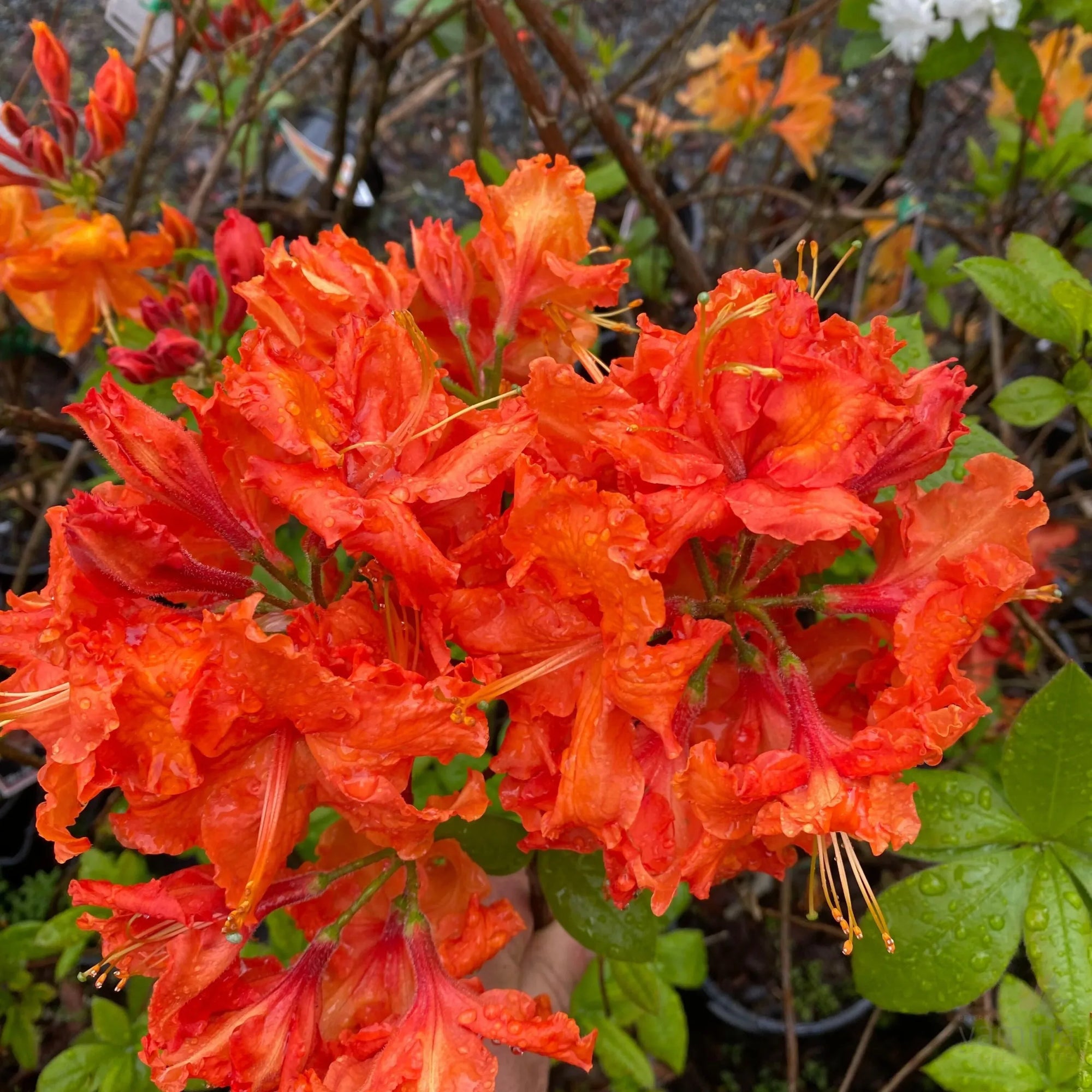 Azalea Mollis Dr Oosthoek - Ladybird Nursery
